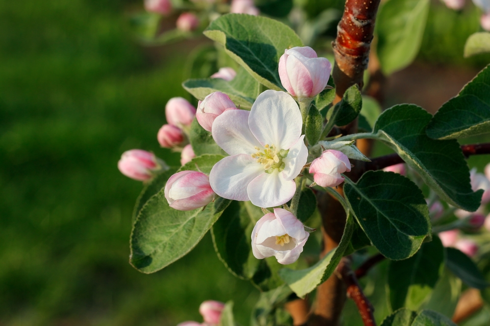 A close-up of a blooming apple tree branch, with a focus on a white flower surrounded by pink buds and green leaves, set a...